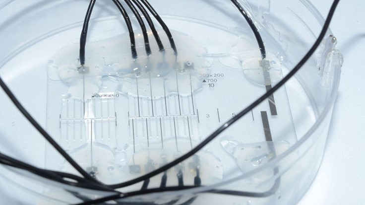 Nerve-on-a-chip, more effective neuroprosthetics