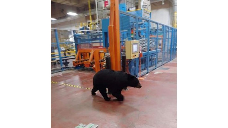 Black bear takes a plant tour at Denso