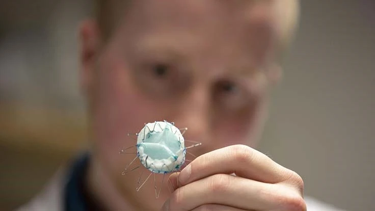 By using a newly developed technique, UBC researchers were able to build a more durable valve that enables the heart to adapt faster and more seamlessly after a transplant.